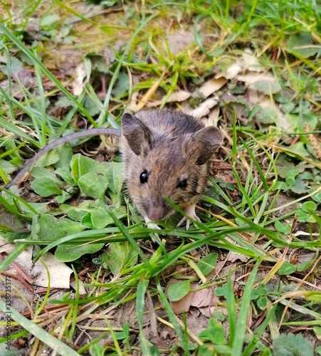 kleine Maus in einer Wiese