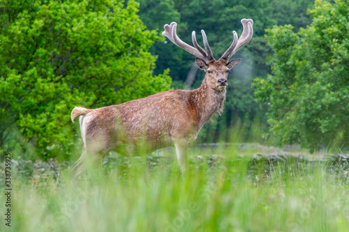 Deer in English countryside