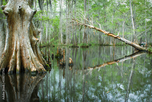 Bilde på lerret Louisiana bayou
