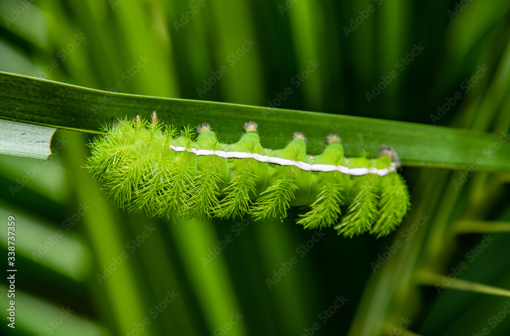 Naklejka premium Colourful caterpillar