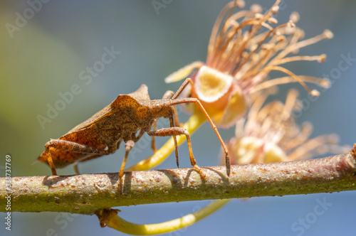 Close up of an insect Dock bug photo