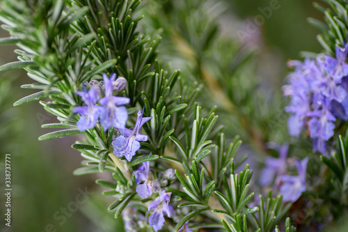 Close-up of a flowering rosemary plant. Green and aromatic and flowery herb.