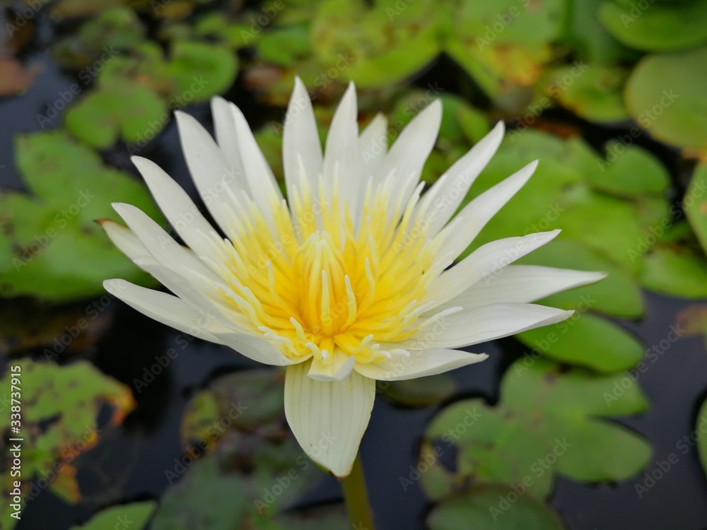 white water lily white water lily