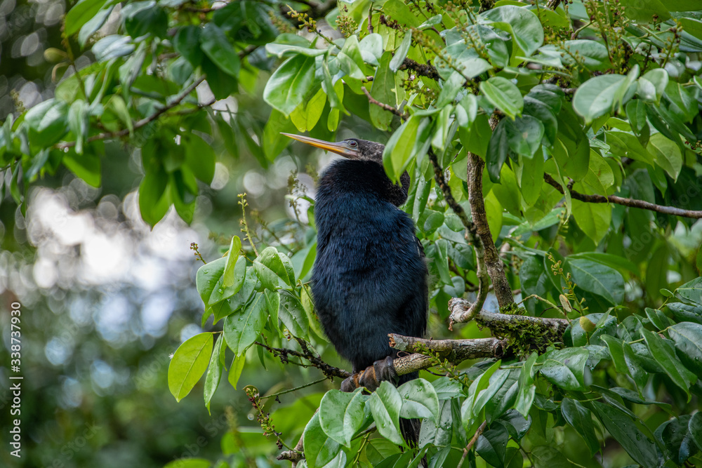 Costa Rican Birds