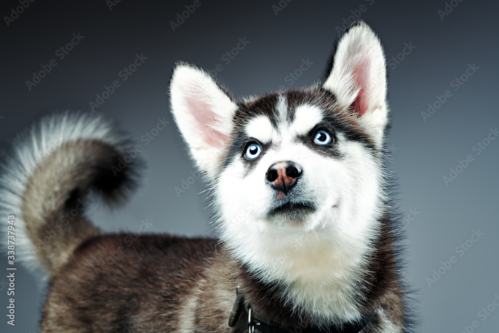portrait of siberian husky in studio. Close-up shot.