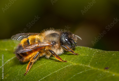 Close up of an insect red mason bee  © peter