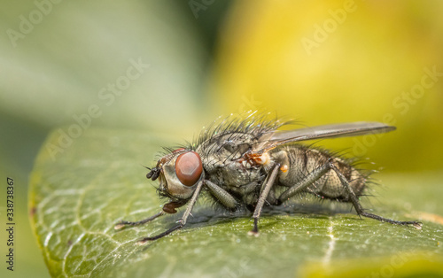 Close up of an insect flesh fly © peter