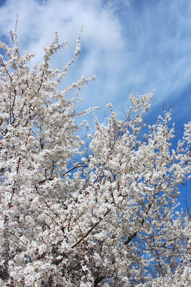 cherry blossom tree in spring cherry blossom tree in spring