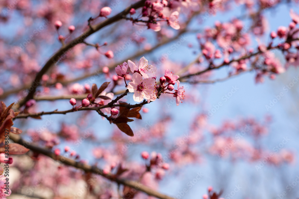 Beautiful Pink Cherry Plum, Prunus Cerasifera Nigra, blooming in early spring. Decorative Landscape Design Tree.