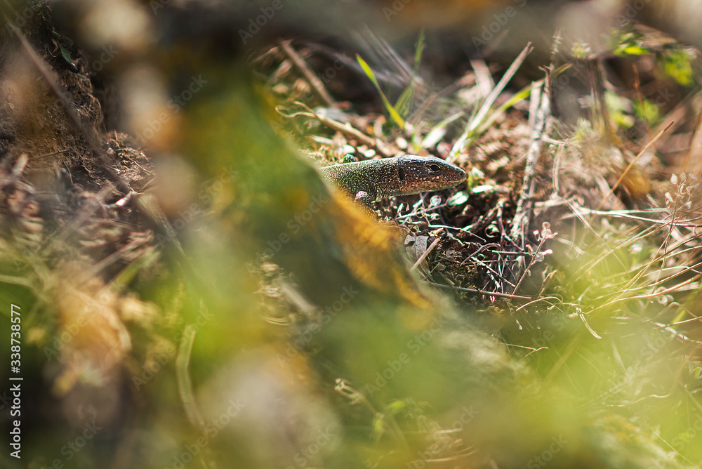 Green lizard in the bushes among the leaves Green lizard in the bushes among the leaves