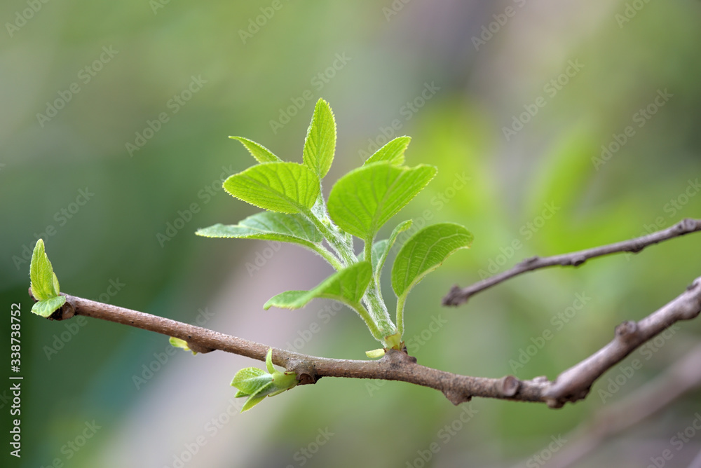 Young leaves of Baby kiwi fruit tree
Young leaves of Baby kiwi fruit tree