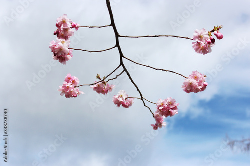 cherry blossom bransch  photo