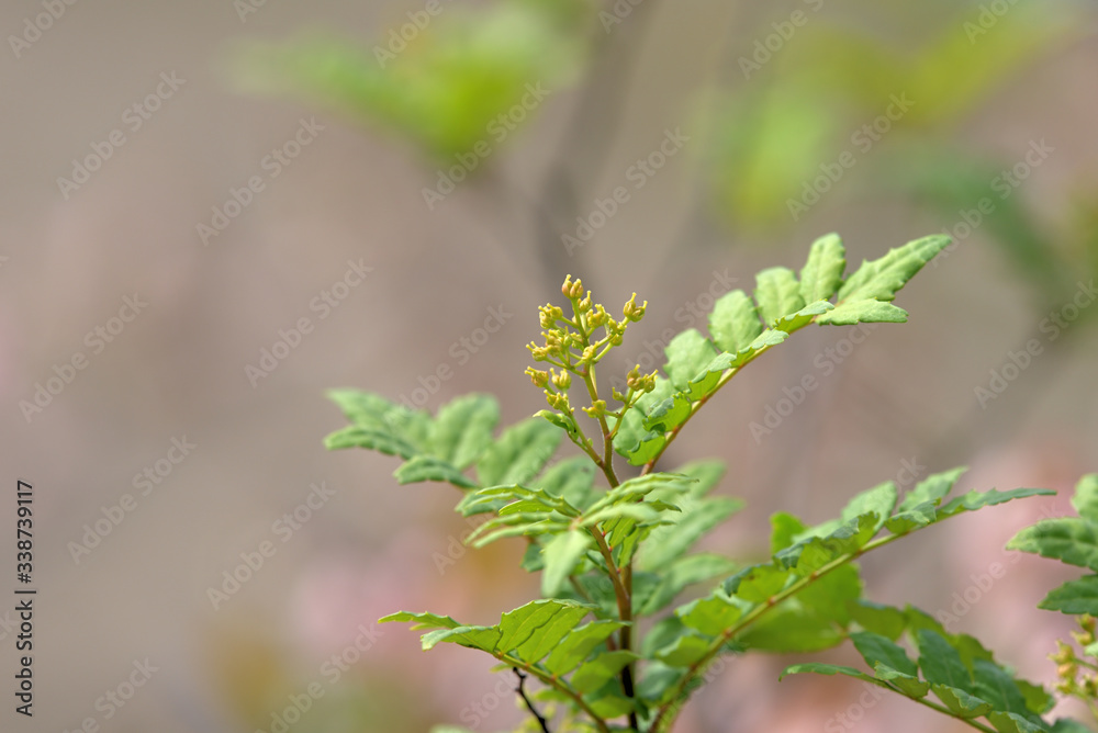 Japanese pepper of young leaves and flowers, sansyo Japanese pepper of young leaves and flowers, sansyo