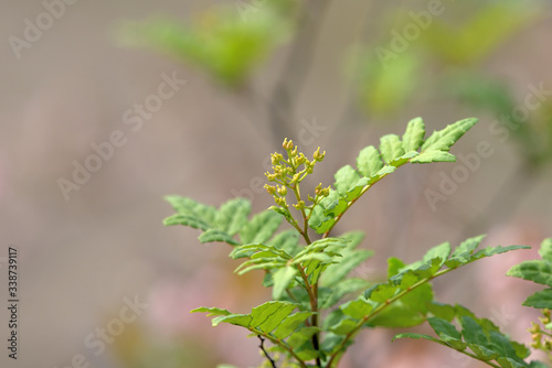 Japanese pepper of young leaves and flowers, sansyo
