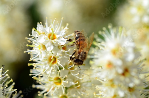 Biene auf einer blühenden Hecke © christiane65