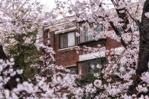 building amongst cherry blossom