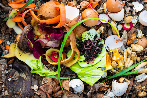 Vermicomposting organic food scraps for the plants iin the garden. photo