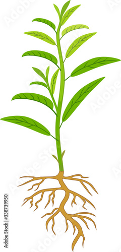 Peach sapling with green leaves and root system isolated on white background
