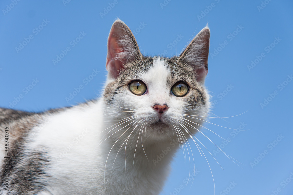 Portrait of a tabby cross breed young cat staring