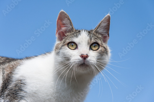 Portrait of a tabby cross breed young cat staring