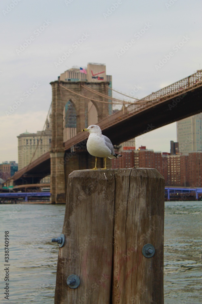 seagull by brooklyn bridge