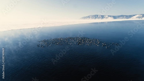 Flock of wild ducks swims in blue siberian lake on sunny spring day. Beautiful natural view of waters, mountains under blue sky and birds floating in cold aqua of sea. Amazing picture of nature and