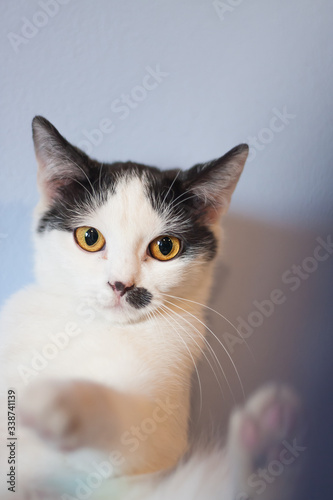 Portrait of a black and white mix breed young cat sitting