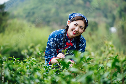 A young Asian woman is picking tea in a tea garden photo