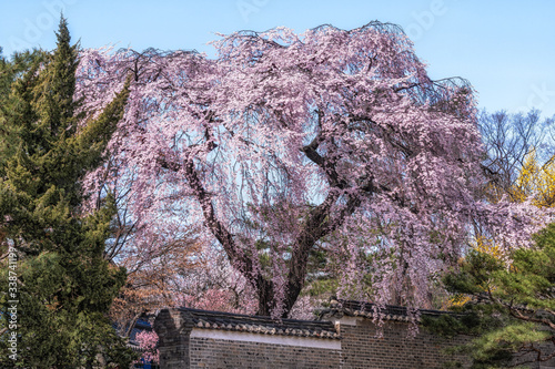 weeping cherry in changdeok palace photo