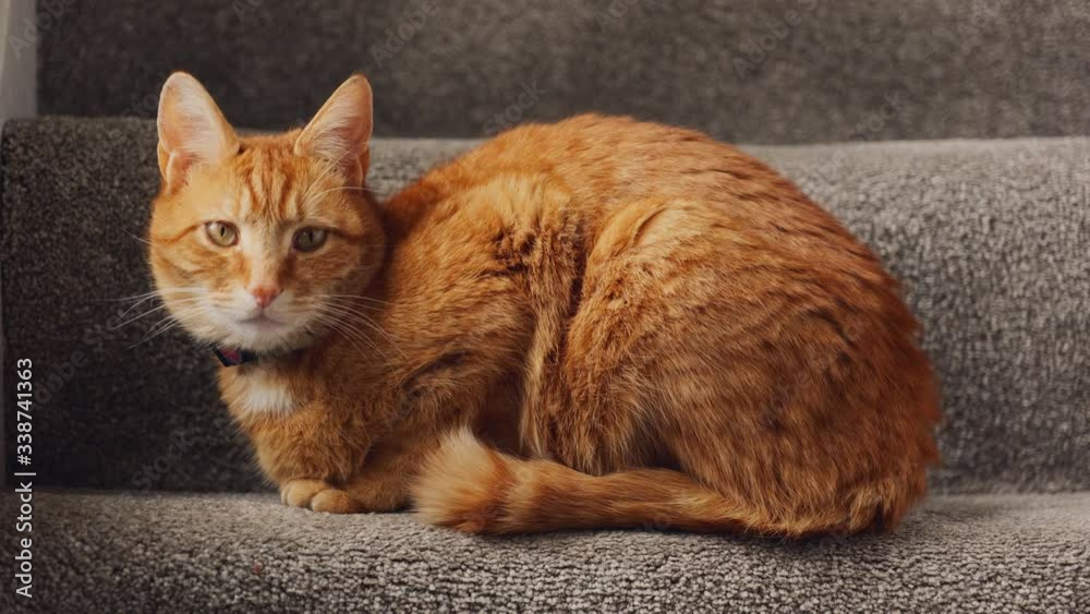 A beautiful ginger tabby tom cat sat on the staircase near a window