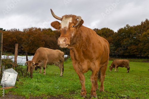 Galician cows in a meadow (Spain).