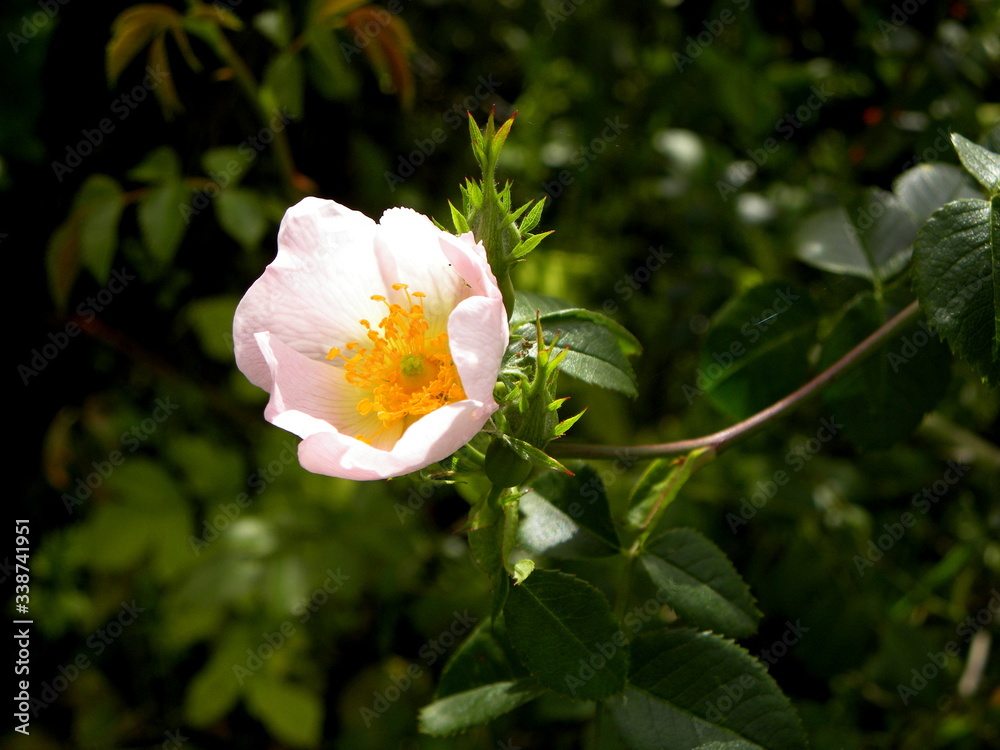 delicate pink rosehip flower on abstract green background delicate pink rosehip flower on abstract green background