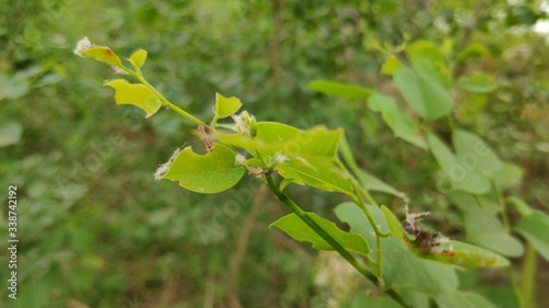 caterpillar on leaf