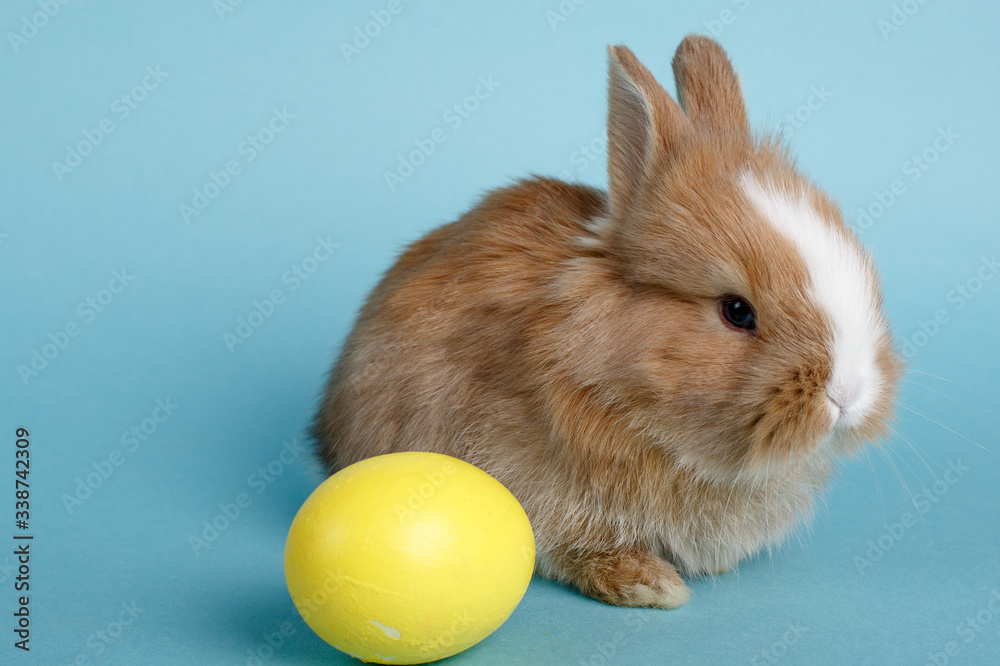cute little Easter Bunny with egg on blue background