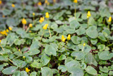 Ficaria verna, (formerly ,Ranunculus ficaria L.) commonly known as lesser celandine or pilewort, is a low-growing, hairless perennial flowering plant  native to Europe and Asia