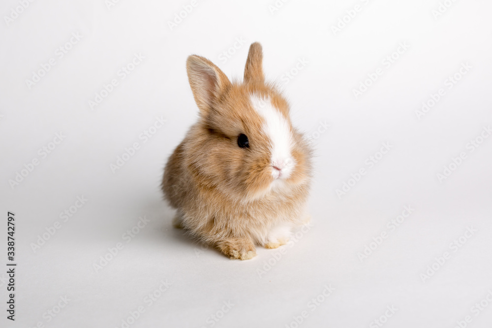 cute little Easter Bunny isolated on white background