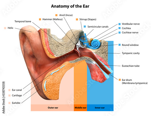 Fototapeta Naklejka Na Ścianę i Meble -  Human ear anatomy. Ears inner structure, Medical Education Chart of Biology,Human ear in medical concept, anatomical structure,3D rendering