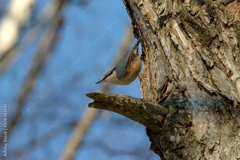 Eurasian nuthatch bird (Sitta europaea) perched on a tree on a blue sky background. Eurasian nuthatch bird (Sitta europaea) perched on a tree on a blue sky background.