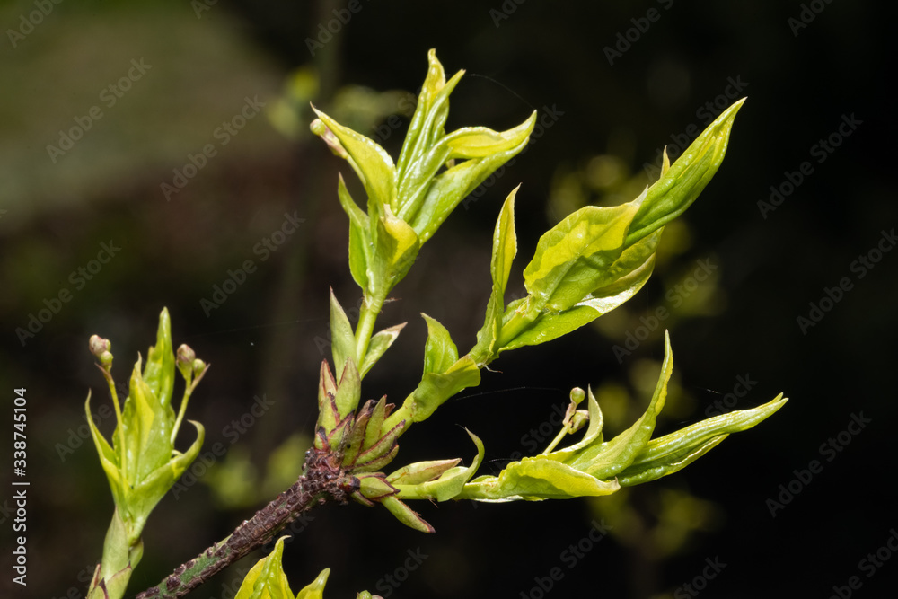 twigs of birch bark (Euónymus) with young leaves in early spring. twigs of birch bark (Euónymus) with young leaves in early spring.