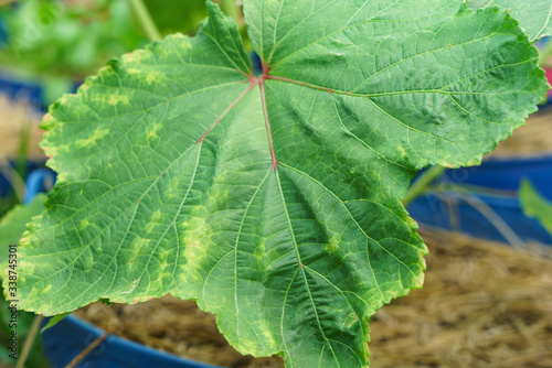 Okra leaves with stains due to lack of minerals