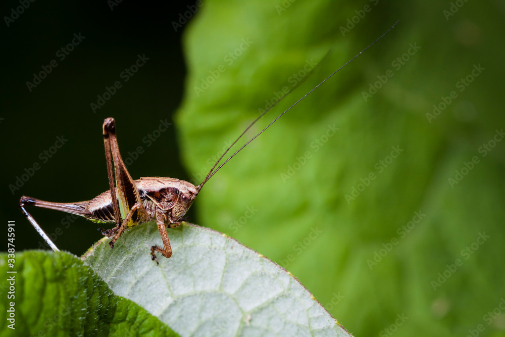 Macrophotographie, Insecte posé sur une feuille Macrophotographie, Insecte posé sur une feuille