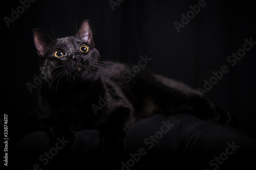 Cute black cat - black background 3 © RENAN