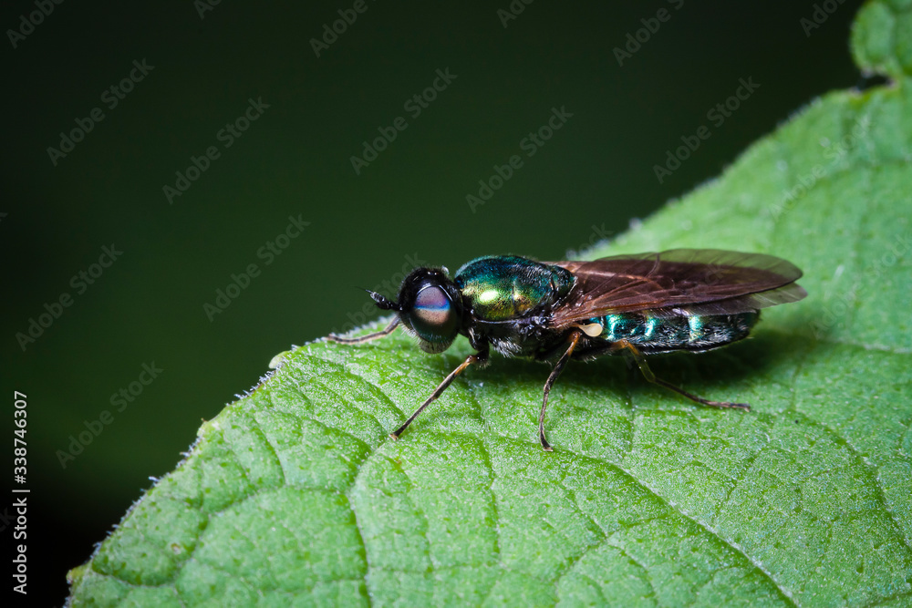 Fototapeta premium Macrophotographie, Insecte posé sur une feuille