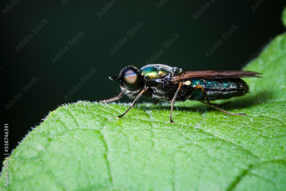 Fototapeta premium Macrophotographie, Insecte posé sur une feuille