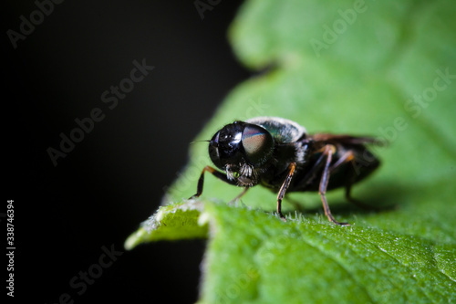 Macrophotographie, Insecte posé sur une feuille © sebastien rabany