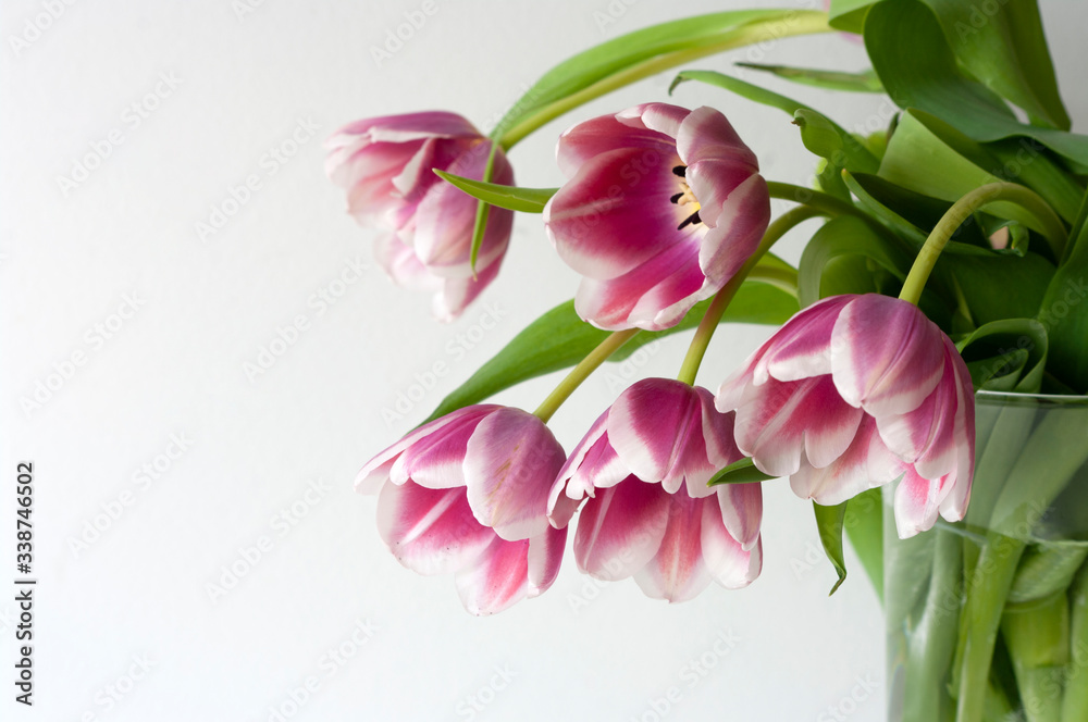 pink tulips bouquet, baner, copy space text,spring flowers, close up, sensitive focus, seasonal.