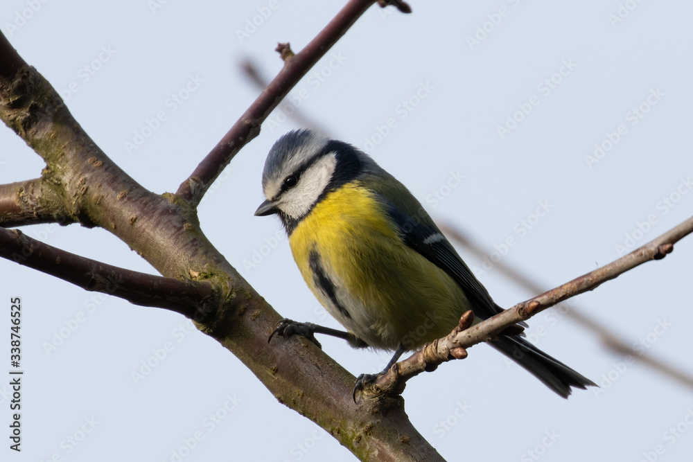 Obraz premium Eurasian blue tit (Cyanistes caeruleus) perched on branch