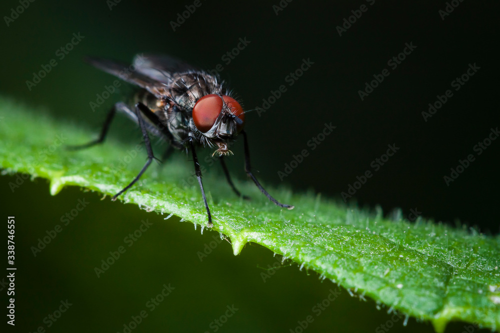 Macrophotographie, Insecte posé sur une feuille Macrophotographie, Insecte posé sur une feuille