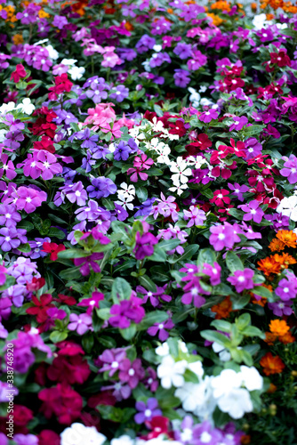 Flower background