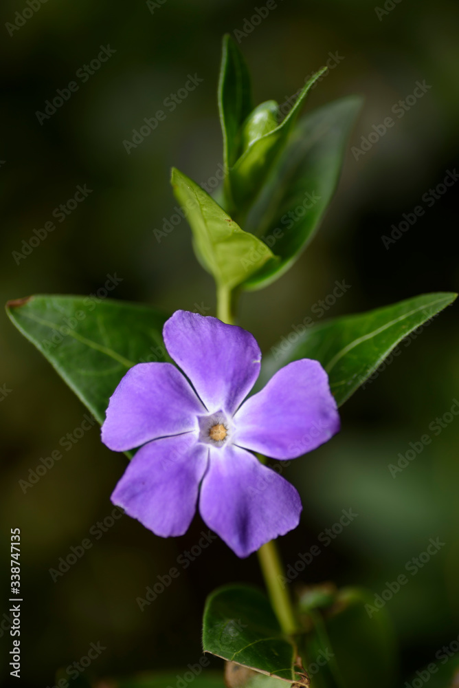 Green plant and purple vinca flower. Precious and resistant evergreen shrub. Green plant and purple vinca flower. Precious and resistant evergreen shrub.